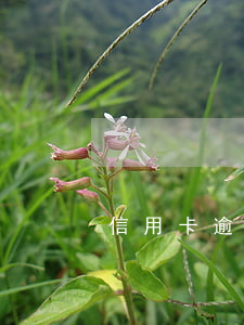 信用卡逾期征信黑了急需用錢