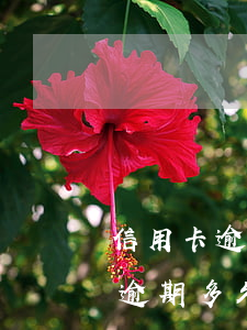 信用卡逾期很久叫什么信用卡(你們的信用卡逾期多久了)