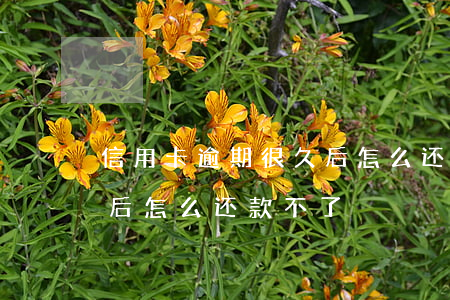 信用卡逾期很久后怎么还款 信用卡逾期很久后怎么还款不了
