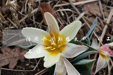 信用卡逾期很久影響找工作么(逾期會影響找工作嗎)