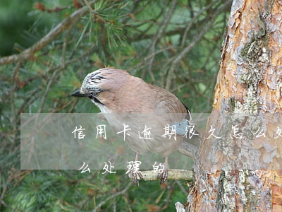 信用卡逾期很久怎么处理(信用卡逾期都是怎么处理的)