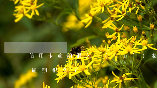 信用卡逾期很久會(huì)怎么樣(信用卡逾期很久了)