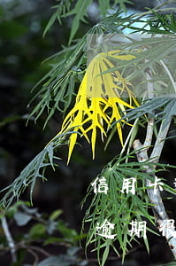 信用卡逾期很久會扣微信里的錢嗎-信用卡逾期很久會扣微信里的錢嗎怎么辦