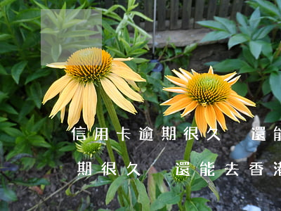 信用卡逾期很久沒還能去香港嗎-信用卡逾期很久沒還能去香港嗎現(xiàn)在