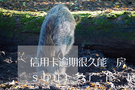 信用卡逾期很久能買房嗎(信用卡逾期次數(shù)多了還能買房嗎)