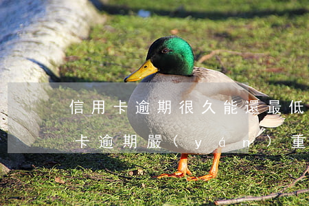 信用卡逾期很久能還最低額度嗎(低額度信用卡逾期嚴(yán)重嗎)