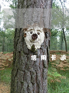 信用卡逾期很久被冻结(信用卡逾期多久冻结)