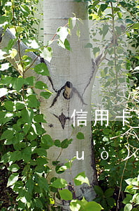 信用卡逾期很久還款要緊么(貸款逾期過(guò),已經(jīng)還清了多久可以信用卡)