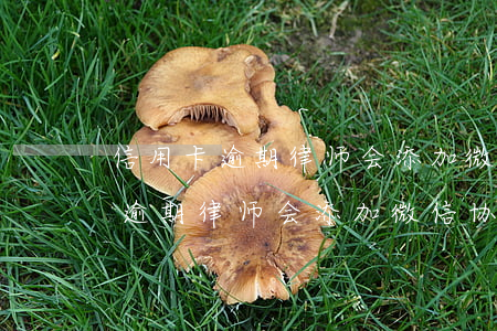 信用卡逾期律师会添加微信协商吗-信用卡逾期律师会添加微信协商吗是真的吗