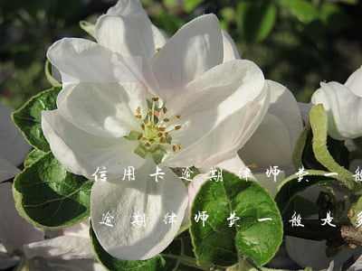 信用卡逾期律师费一般是多少钱啊-信用卡逾期律师费一般是多少钱啊怎么算