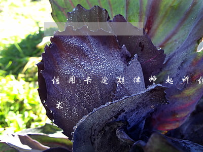 信用卡逾期律师起诉(信用卡逾期律师起诉话术)