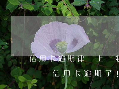 信用卡逾期律師上門怎么解決-律師到家里來說信用卡逾期了!要準(zhǔn)備立案