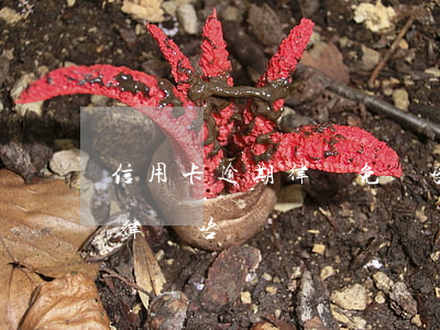 信用卡逾期律師免費咨詢在線電話-信用卡 律師咨詢