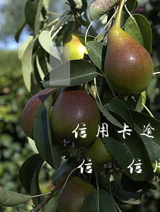 信用卡逾期律師函即還會(huì)影響征信嗎(信用卡逾期會(huì)發(fā)律師函嗎)