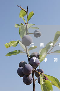 信用卡逾期律師函文本(銀行信用卡逾期收到了律師通知信)
