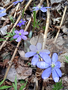 信用卡逾期律師函有時(shí)嗎(信用卡逾期會(huì)收到律師函嗎)