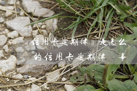 信用卡逾期律師是怎么協(xié)商成功的(信用卡逾期律師事務(wù)所打電話來了能商量嗎)