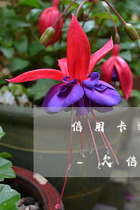 信用卡逾期律師會(huì)用微信加你嗎-欠信用卡律師會(huì)上門(mén)嗎