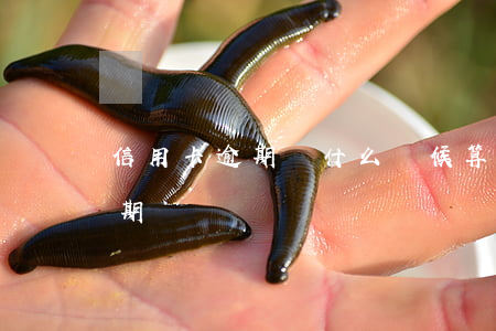信用卡逾期從什么時候算起(多久算信用卡逾期)