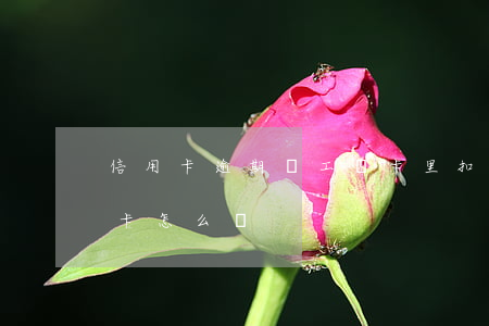 信用卡逾期從工資卡里扣(信用卡逾期扣工資卡怎么辦)