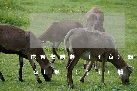 信用卡逾期復(fù)利(信用卡逾期復(fù)利計(jì)算)