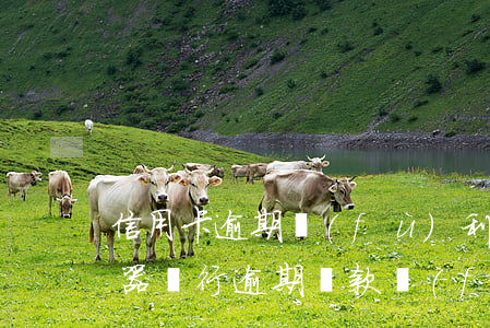 信用卡逾期復(fù)利如何計(jì)算器(銀行逾期貸款復(fù)利利息計(jì)算器)