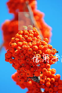 信用卡逾期復(fù)盤