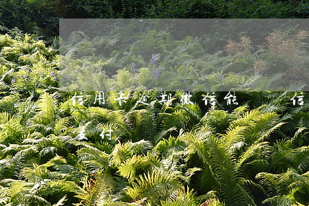 信用卡逾期微信能還嗎(信用卡過期可以微信支付嗎)