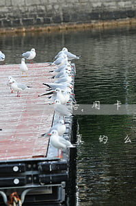 信用卡逾期微信说要调查(信用卡逾期走访是真的么)