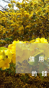 信用卡逾期微信里的錢-信用卡逾期微信里的錢轉(zhuǎn)儲(chǔ)蓄卡里會(huì)不會(huì)劃走