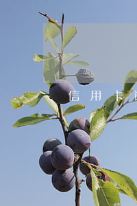 信用卡逾期微粒貸還能借款嗎
