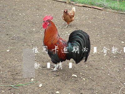 信用卡逾期必須全款還清(信用卡逾期必須全款還清嗎)