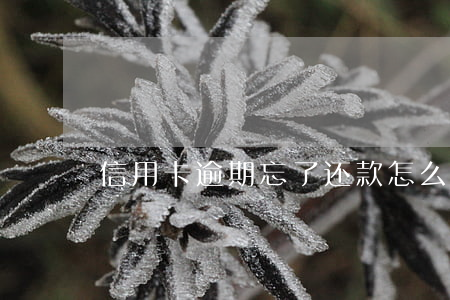 信用卡逾期忘了还款怎么补救