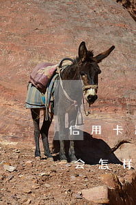 信用卡逾期忘还了会怎样(信用卡逾期忘还了会怎样)