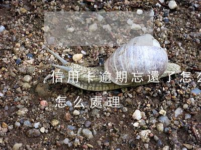 信用卡逾期忘還了怎么辦(逾期還清的信用卡怎么處理)