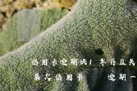 信用卡逾期快1年并且失聯(lián)后果(欠信用卡兩萬逾期一年多的后果)