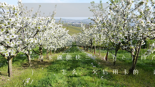 信用卡逾期快三個(gè)月了沒(méi)錢還怎么辦(欠信用卡的錢逾期3個(gè)月了還不上怎么辦)