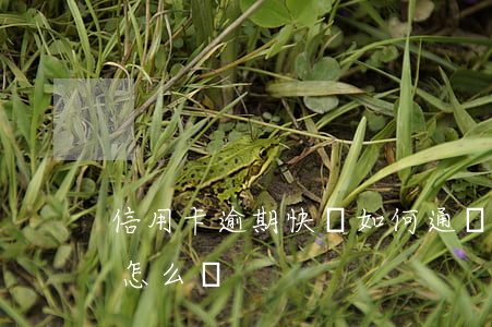 信用卡逾期快貸如何通過(快貸逾期3個月會怎么樣)