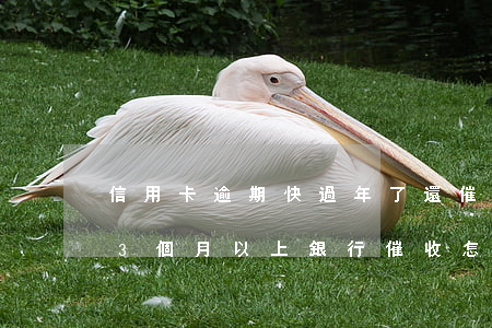 信用卡逾期快過年了還催收嗎(欠信用卡逾期3個月以上,銀行催收怎么辦?)
