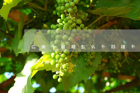 信用卡逾期怎么不扣錢 不知道信用卡逾期怎么辦