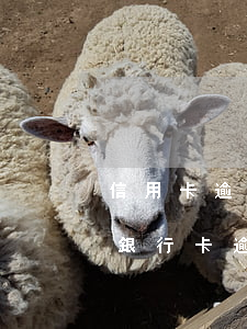 信用卡逾期怎么主動(dòng)起訴銀行(銀行卡逾期銀行起訴流程)
