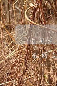 信用卡逾期怎么交保險(xiǎn)(信用卡逾期怎么交保險(xiǎn)金)