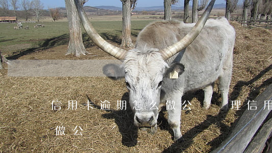 信用卡逾期怎么做公證處理（信用卡逾期怎么做公證）