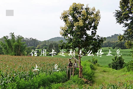 信用卡逾期怎么停止息損(信用卡逾期多久停止罰息)