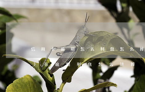 信用卡逾期怎么利息怎么算-現(xiàn)在逾期利息怎么計算