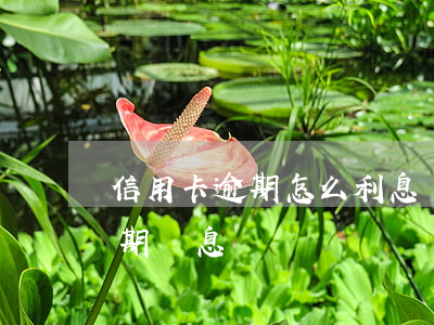 信用卡逾期怎么利息違約金不漲了 信用卡 逾期 罰息