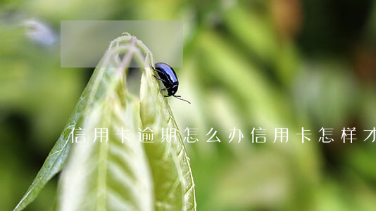 信用卡逾期怎么办（信用卡怎样才算逾期呢）