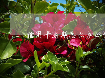 信用卡逾期怎么办好(“信用卡逾期”)