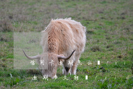 信用卡逾期怎么協(xié)商免息(信用卡逾期多久能協(xié)商免息還款)