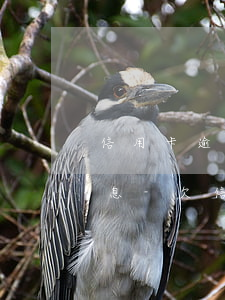 信用卡逾期怎么協(xié)商分期還款停息-欠信用卡怎么協(xié)商分期
